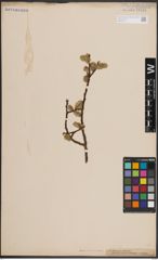 Foto von Salix caprea L.